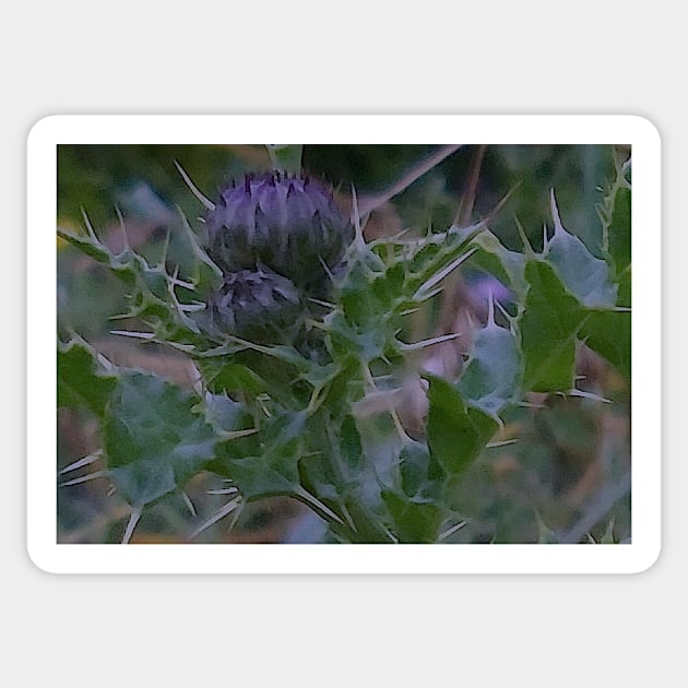 Thistle Buds Sticker by MagsWilliamson